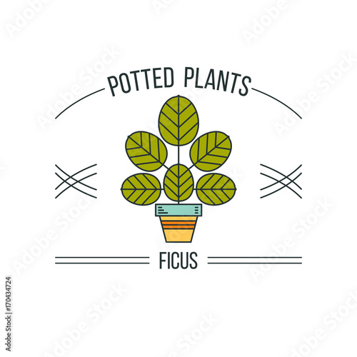 Potted plant. Vector illustration, logo. Isolated on a white background. Ficus.