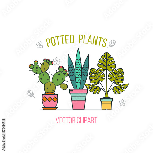 Potted plants. Arrangement of flowers in pots on white background.
