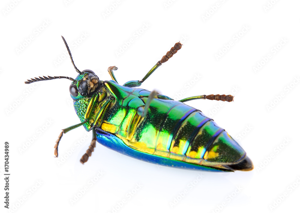 metallic wood-boring beetle on white background metallic wood-boring beetle on white background