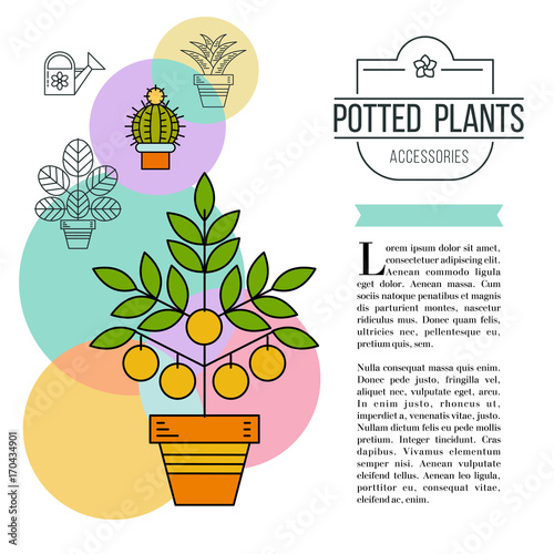 Potted plants. Vector illustration, corporate identity. Advertising flyer. Isolated on white background. Flower shop.