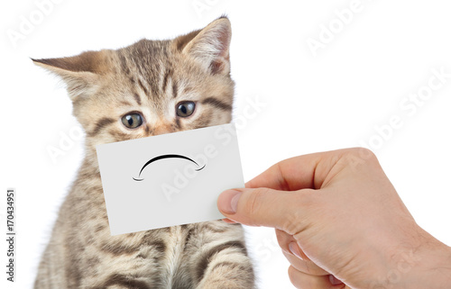Foto funny unhappy young cat portrait isolated on white