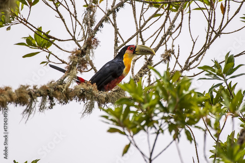 Tucano-de-bico-verde (Ramphastos dicolorus) | Red-breasted Toucan in Pedra Azul, Espírito Santo - Southeast of Brazil.