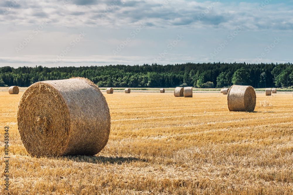 Harvested hay field with bales of hay