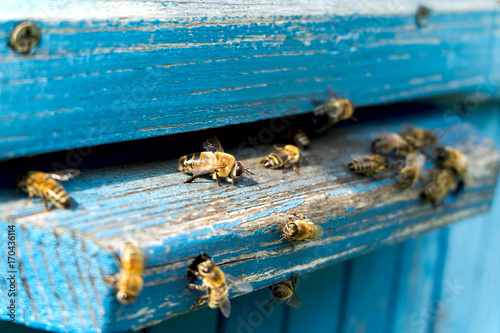 Life of bees. Worker bees. The bees bring honey.