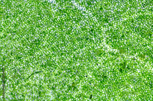 Leaf cells under microscope. Microscopic world, chlorophyll cells (without deformation by pressure glass) photo