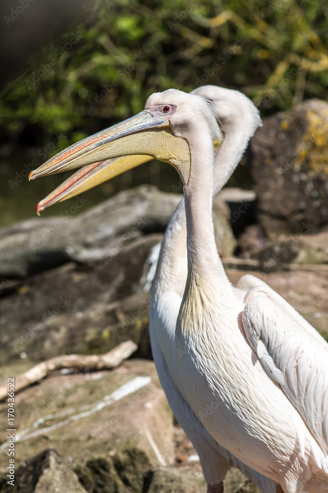 couple of pelicans, Pelecanidae, at an animal park outdoors couple of pelicans, Pelecanidae, at an animal park outdoors