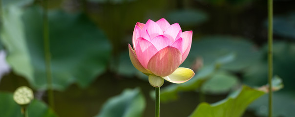 Papier peint photo Fleur de lotus Lotus rose et feuillage vert élégant  © STUDIO GRAND WEB