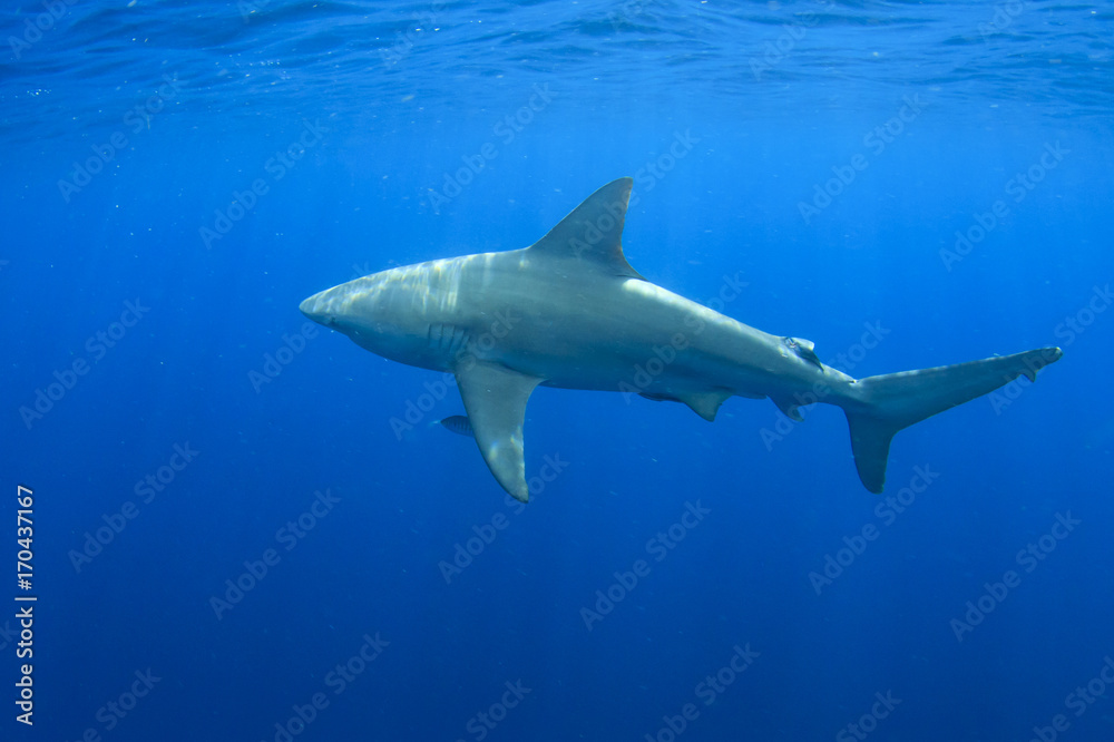 Fototapeta premium Bull Shark