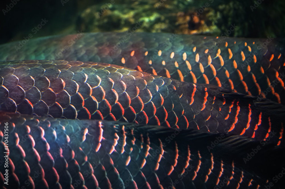 Fototapeta premium Closeup Arapaima (Sudis gigas), also known as the pirarucu. Wildlife animal.