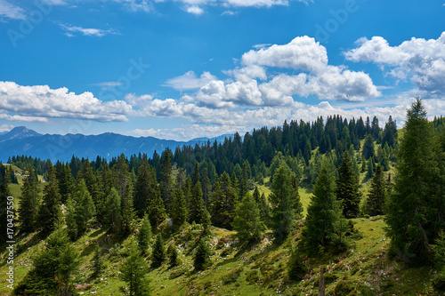 Fototapeta Naklejka Na Ścianę i Meble -  Green slopes with pine trees in Dobratsch Nature Park in the Austrian Alps