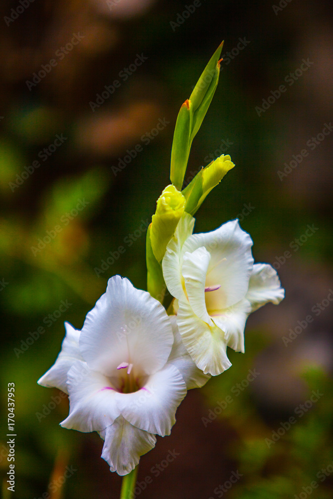 White Gladiolus Flower, Single Stem White Gladiolus Flower, Single Stem