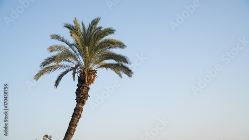 Off-center shot of palm tree extending in the sky.