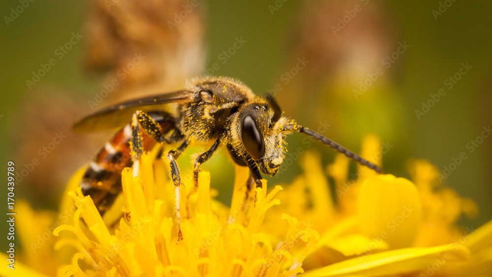 Fototapeta premium Sweat Bee. Lasioglossum