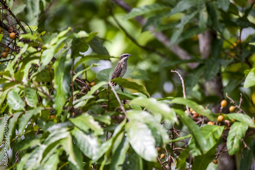 Bem-te-vi-pirata (Legatus leucophaius) | Piratic Flycatcher  photographed in Cariacica, Espírito Santo - Southeast of Brazil. Atlantic Forest Biome. photo