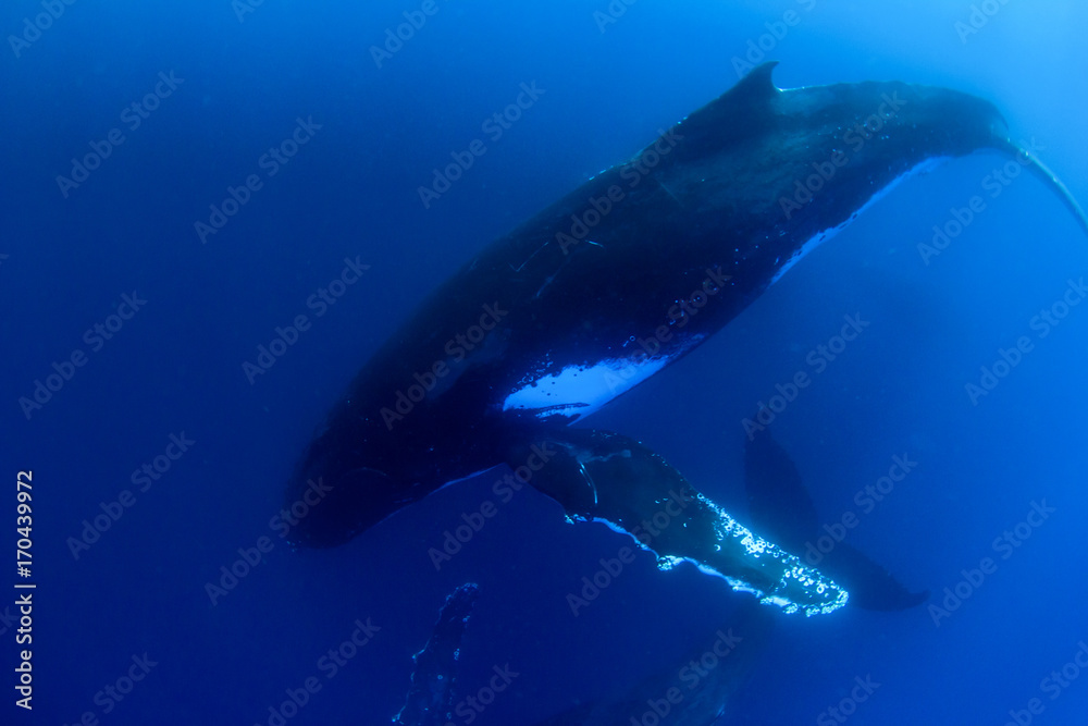 Humpback Whale