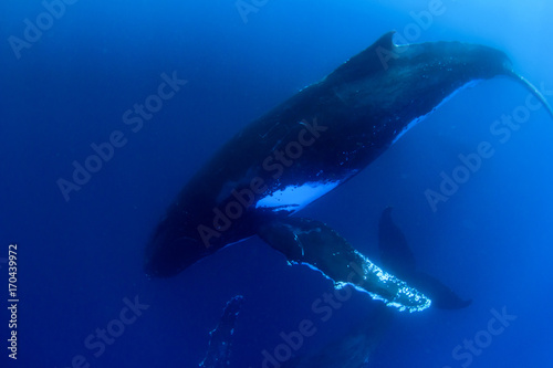 Humpback Whale © Richard Carey