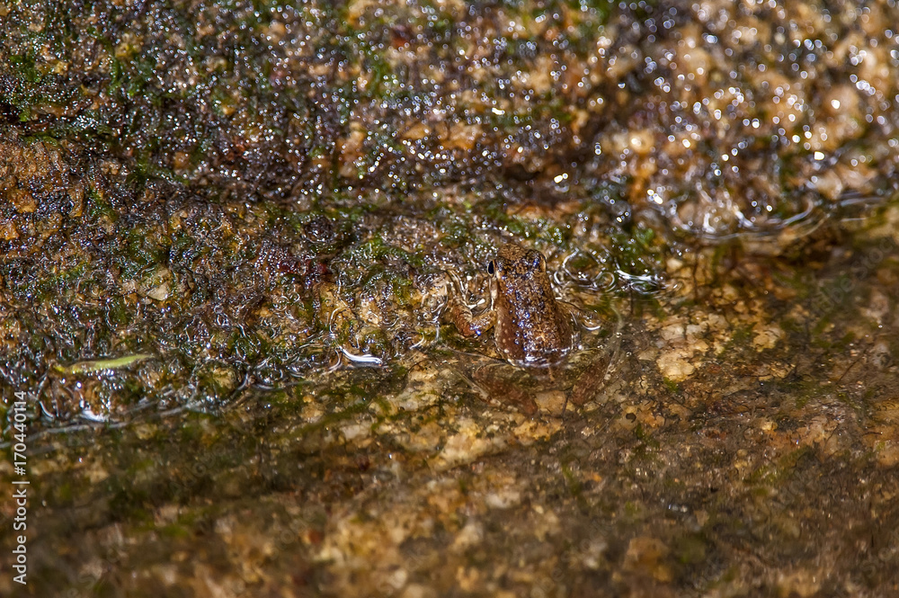 Rã Crossodactylus (Crossodactylus sp.) | True frog photographed in Cariacica, Espírito Santo - Southeast of Brazil. Atlantic Forest Biome. Rã Crossodactylus (Crossodactylus sp.) | True frog photographed in Cariacica, Espírito Santo - Southeast of Brazil. Atlantic Forest Biome.