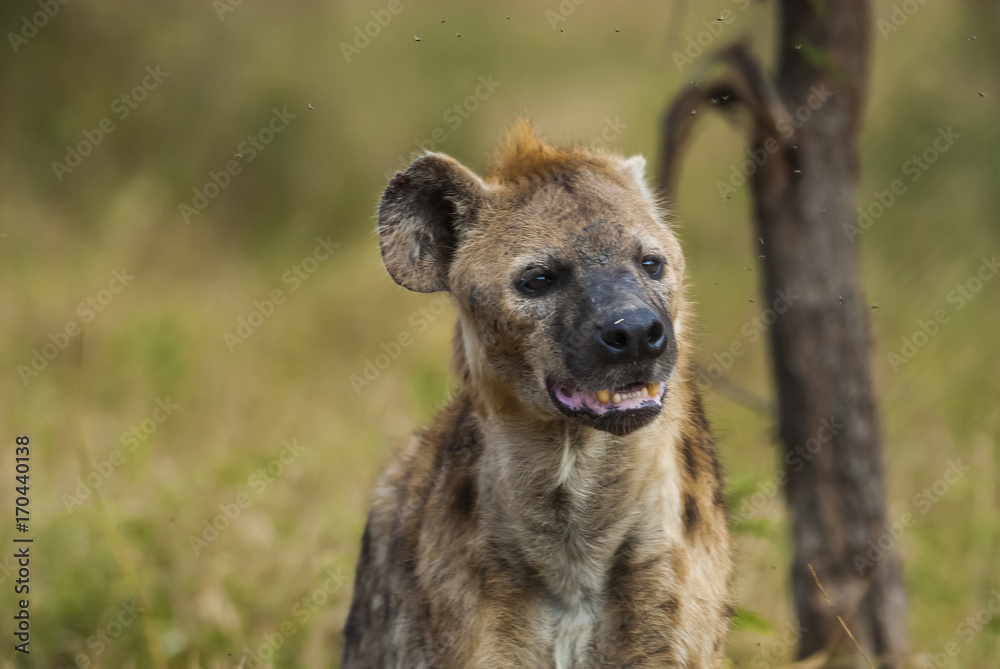 Hyena South Africa Hyena South Africa