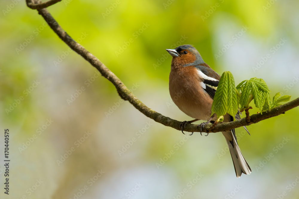 Fototapeta premium Bird
