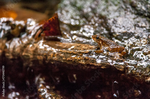 R   Crossodactylus  Crossodactylus sp.    True frog  photographed in Cariacica  Esp  rito Santo - Southeast of Brazil. Atlantic Forest Biome.