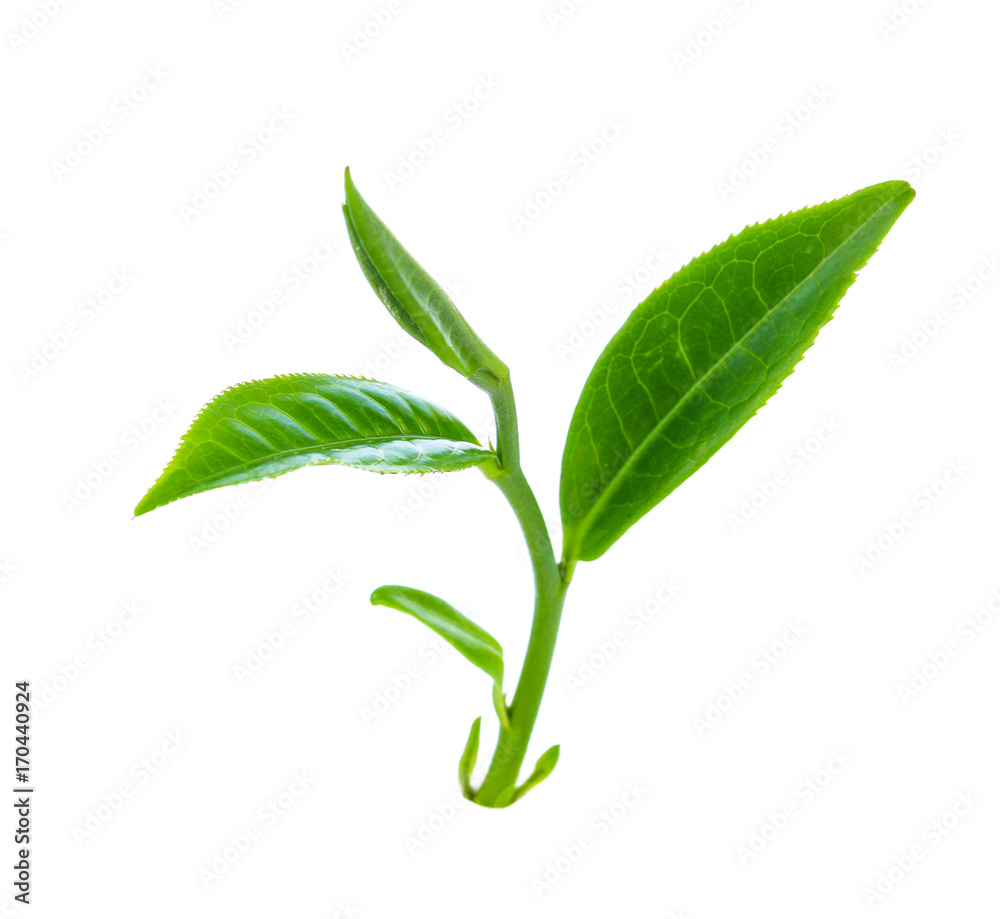 Fototapeta premium green tea leaf isolated on white background