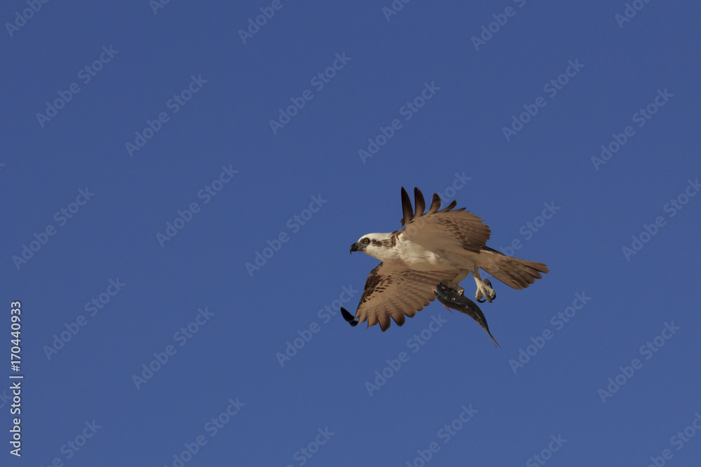 Obraz premium Osprey in flight carrying fish
