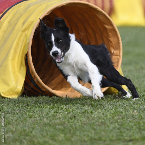 Agility dog