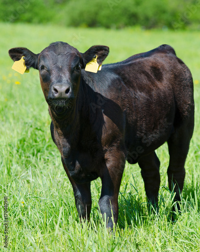 calf on summer meadow