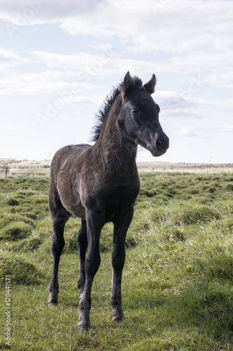 Icelandic foal © Martina Nowak