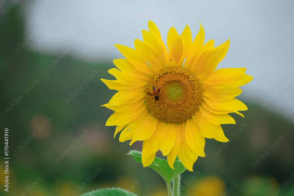 Obraz premium Sunflower in a field