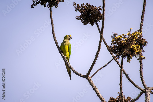 Periquito-rei (Eupsittula aurea) | Peach-fronted Parakeet photographed in Serra, Espírito Santo - Southeast of Brazil. Atlantic Forest Biome. photo