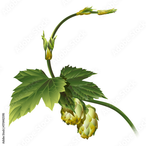 Hop plant vector