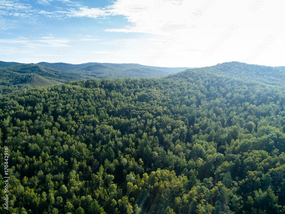 aerial shot of forest landscape