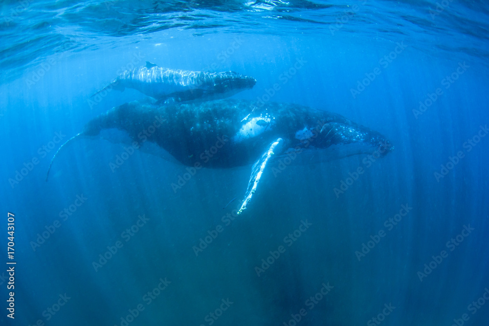 Naklejka premium Humpback Whales mother and calf underwater