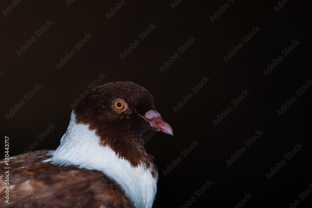 Fototapeta premium Pigeon portrait is cute