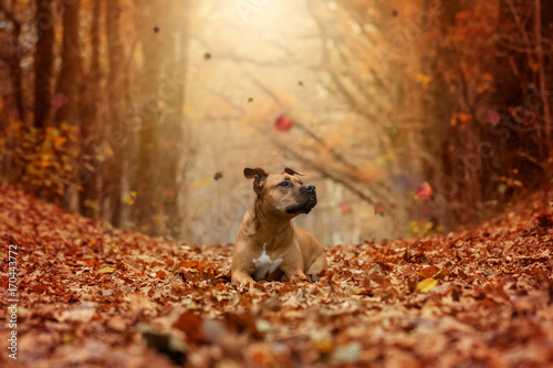 Fototapeta Naklejka Na Ścianę i Meble -  Hund im Herbst mit fallenden Blättern
