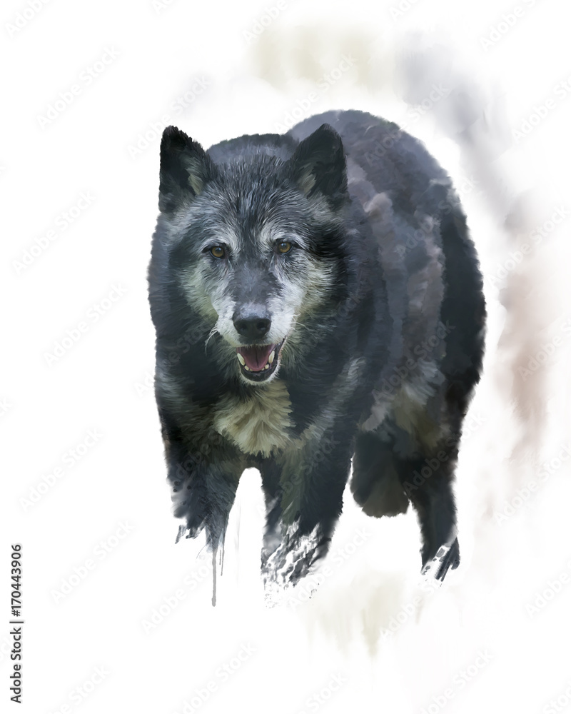 Obraz Wilk leśny akwarela