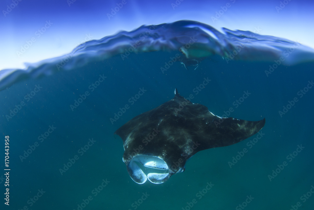 Fototapeta premium Manta Ray over under split photo