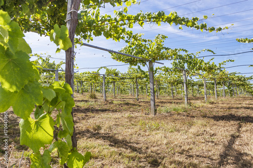 Vineyards of Albarino wine