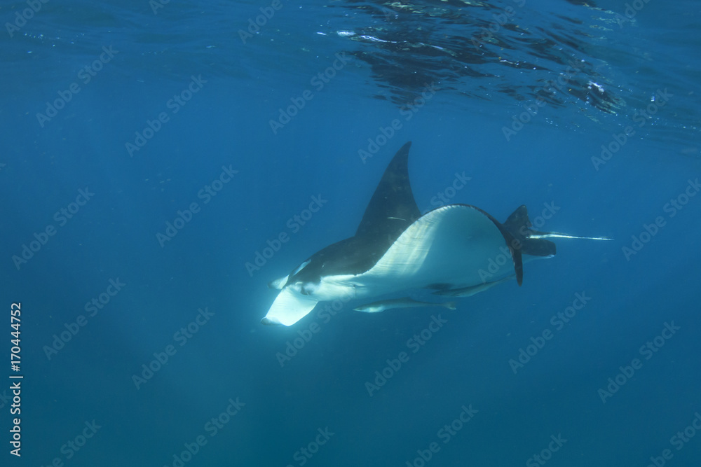 Manta Ray Manta Ray
