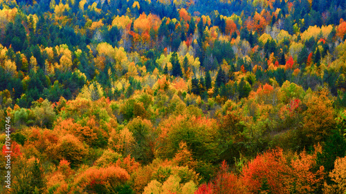 Colors of Autumn photo