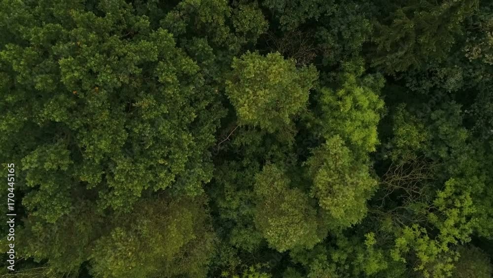 Low flight forward over green deciduous forest Low flight forward over green deciduous forest