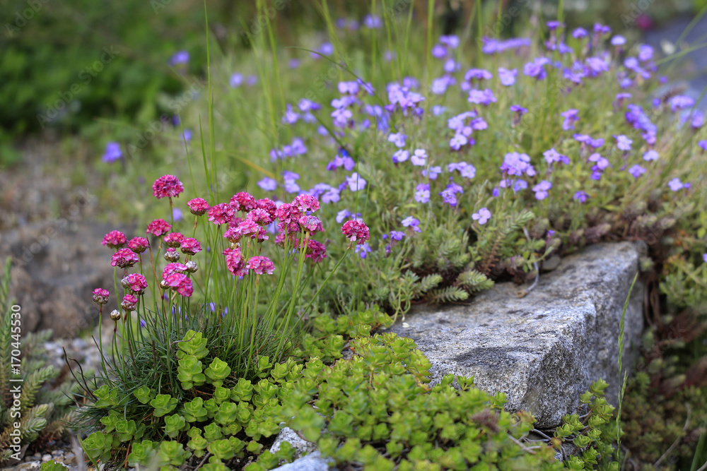 Obraz premium Strand-Grasnelke (Armeria maritima)