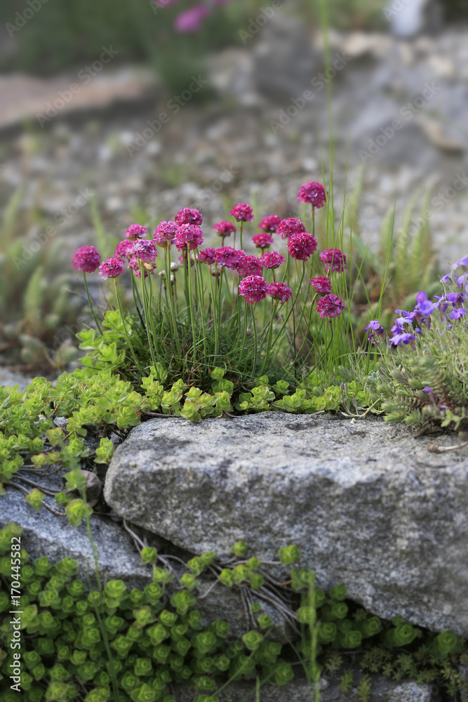 Obraz premium Strand-Grasnelke (Armeria maritima)