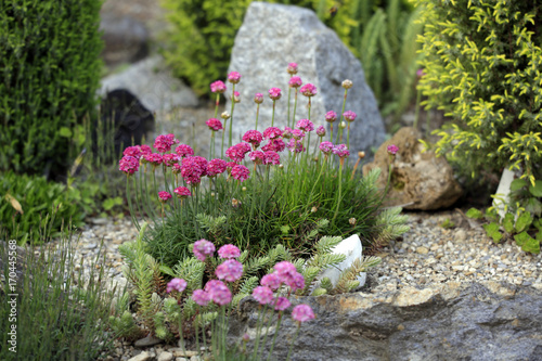 Strand-Grasnelke (Armeria maritima) photo