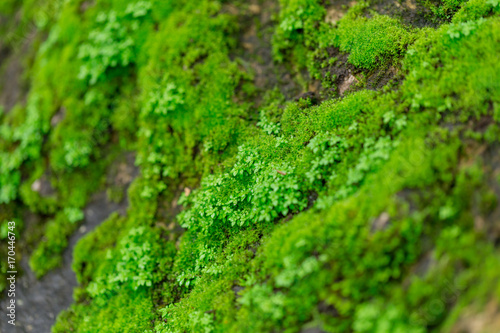 green moss on wet stone in rainforest with moisture