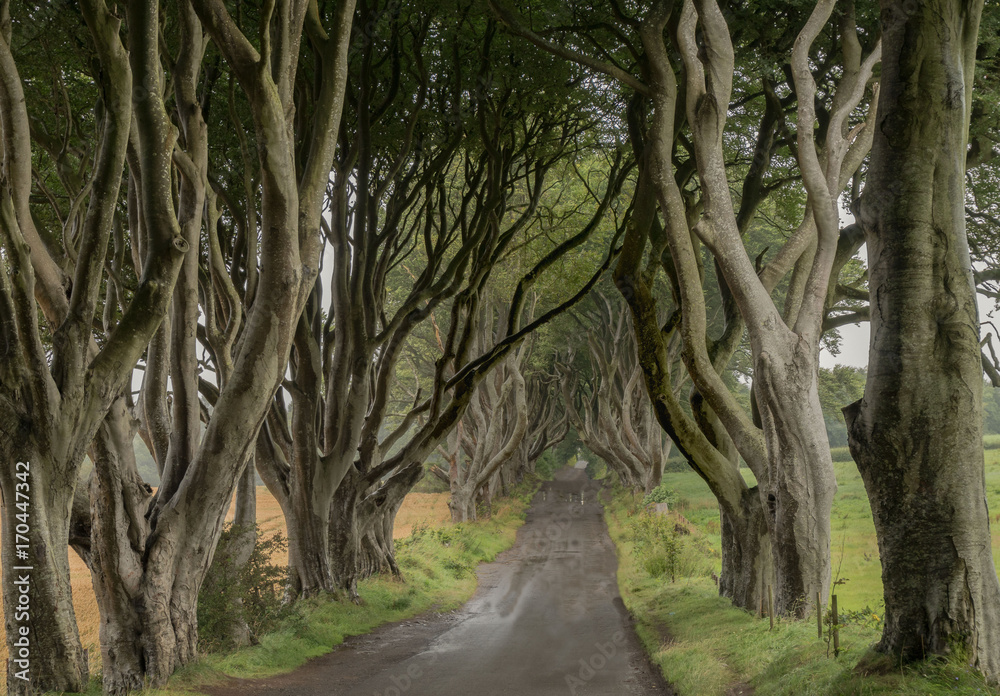 Fototapeta premium The Dark Hedges