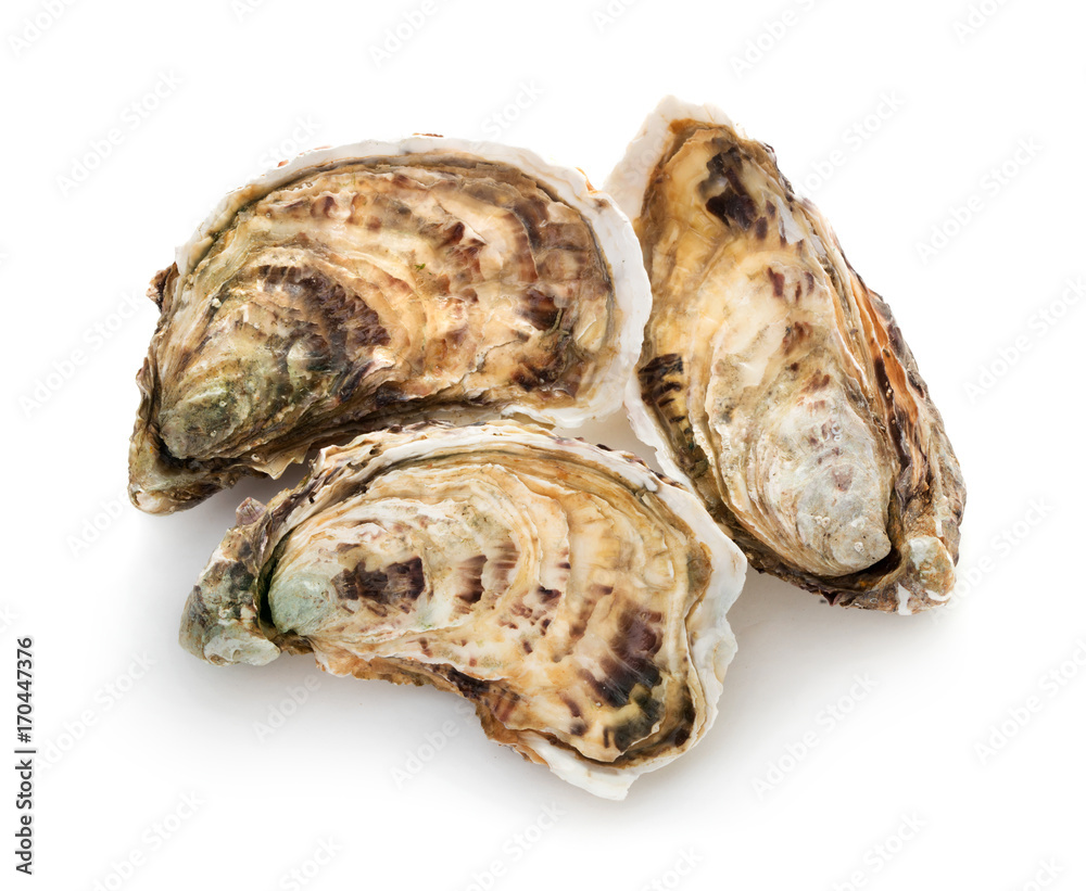 Fresh oyster isolated on white background Fresh oyster isolated on white background