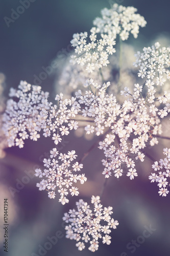 nature vintage autumn flowers