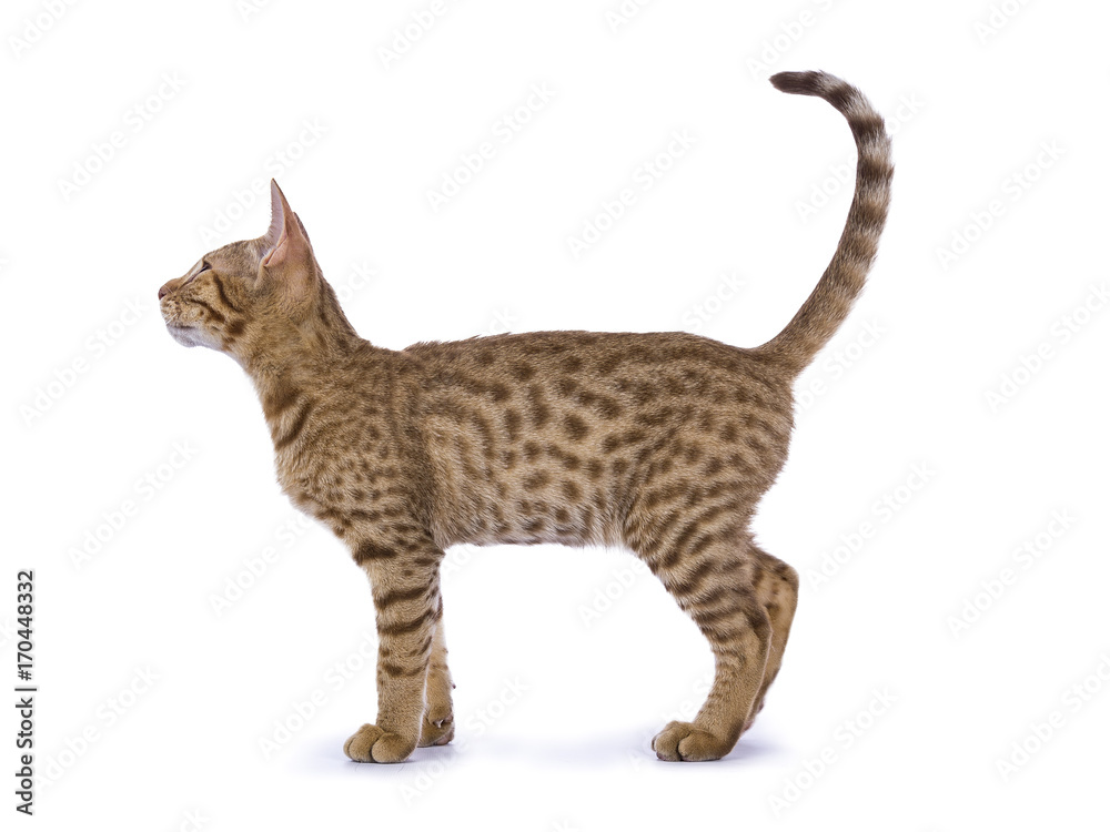 Full body shot side from Ocicat kitten isolated on white background Full body shot side from Ocicat kitten isolated on white background